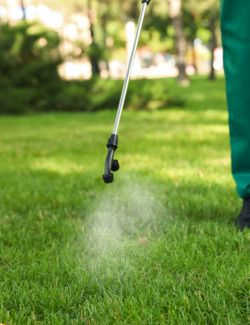Commercial Weed Control Services for Beds and Turf
